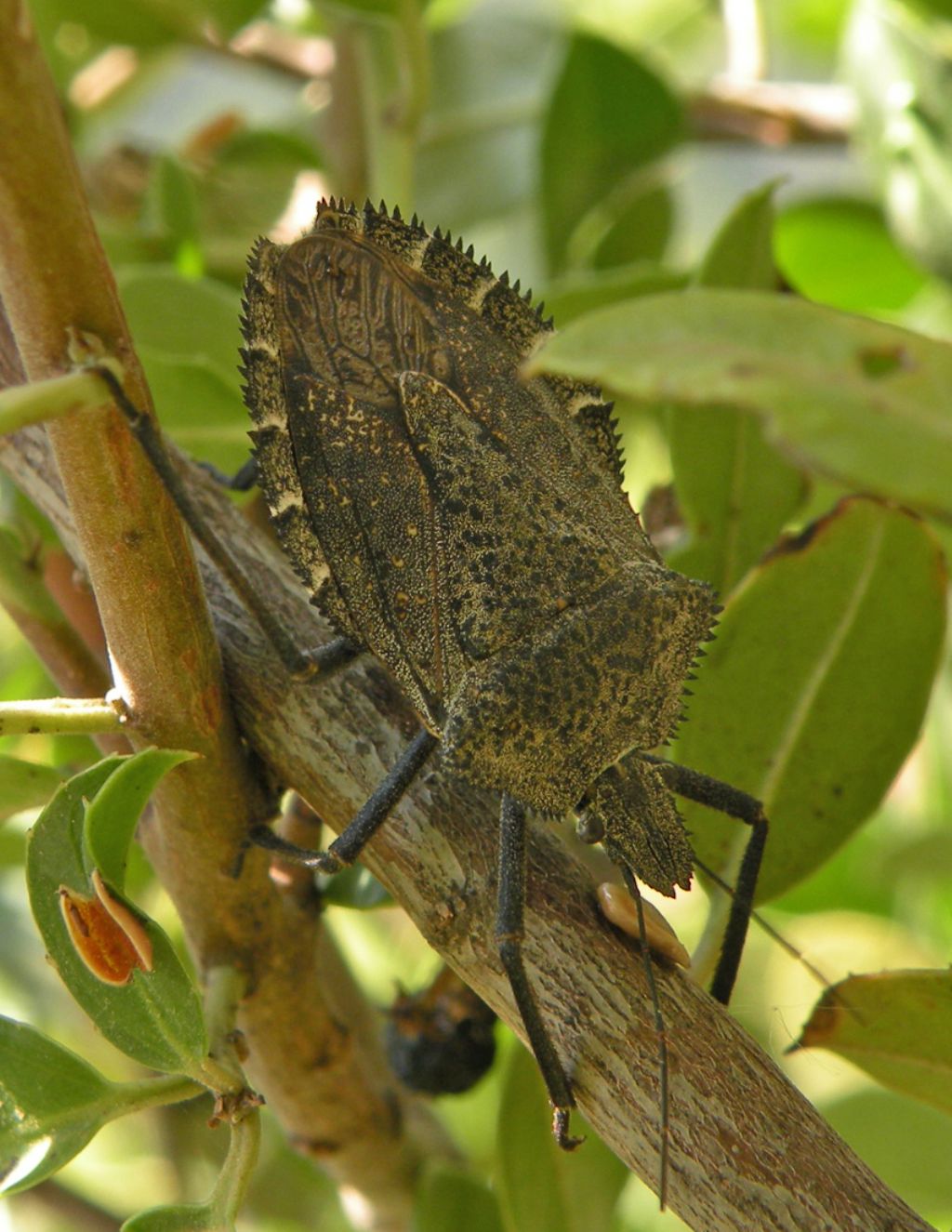 Un tipo notevole...Mustha spinosula